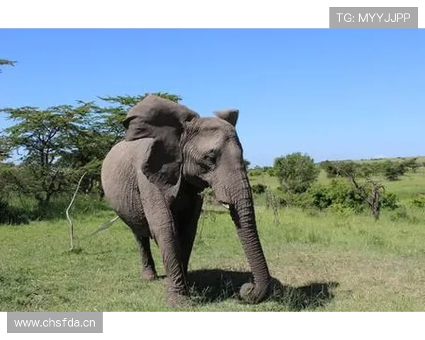 熊猫勇战大象 成都蓉城亚冠首战海报震撼发布 蓉耀亚洲再创辉煌 熊猫勇战大象 成都蓉城亚冠首战海报震撼发布 蓉耀亚洲再创辉煌